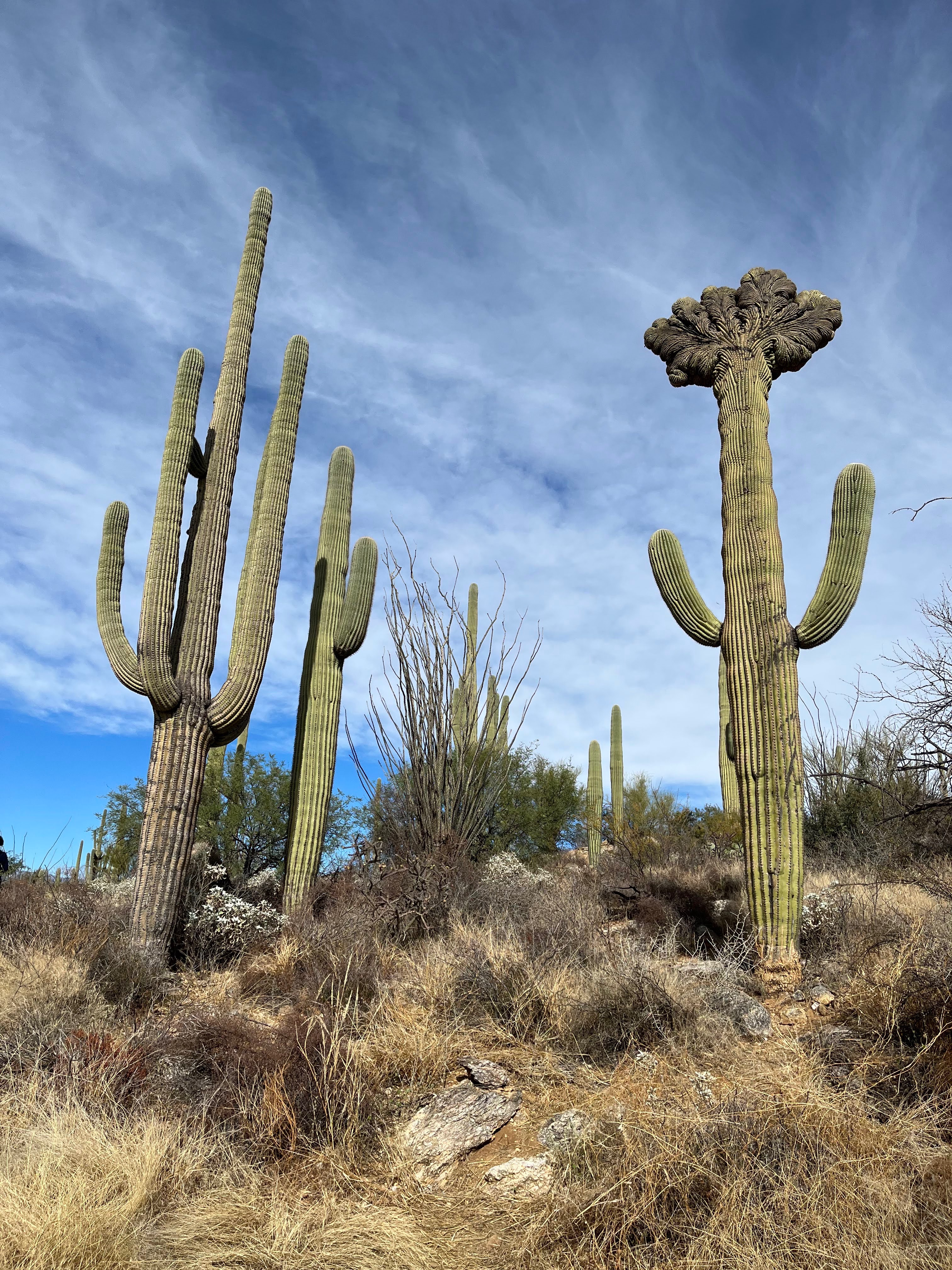 Saguaro National Park, Tucson, AZ