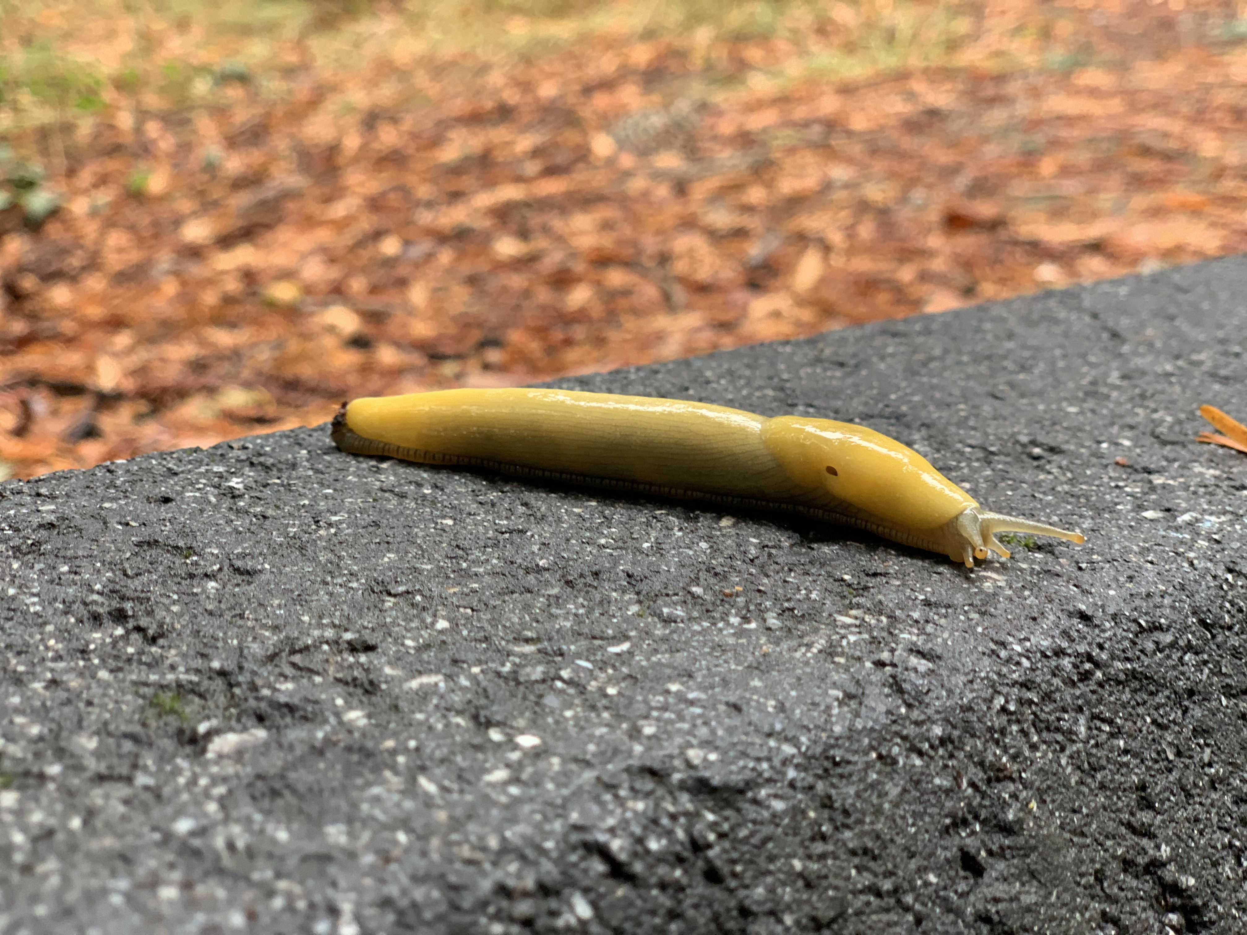 Banana Slug spotting at UCSC. Banana Slug spotting at UCSC.